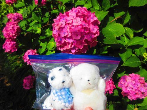 先月末に、奈良の矢田寺に紫陽花を見に行ったよ🐶💕
おっきい紫陽花がいっぱい❣️上に乗ってトランポリンごっこもしたんだ✨

雨降る気配ないんだからジップロックから出してくれても良くない😠❓
虫さんがいっぱいいるからって出してくれなくて、ちあは怒ってるんだ😤