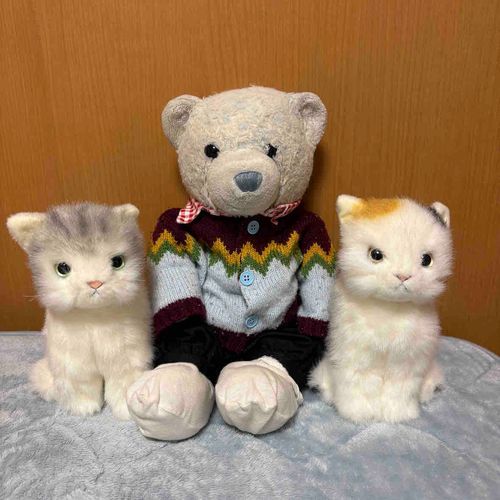 昨日は猫の日だったから、うちの猫たちと記念撮影。
うちの猫たちは知的で強いんだ。
うちはシロクマが一番弱いよ。