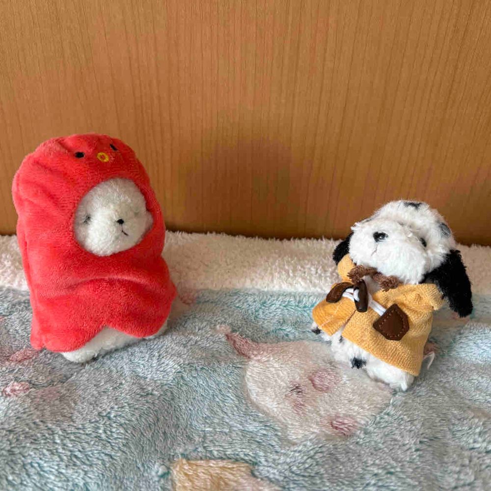 初めて見る後ろ姿✨新しい家族かな❓
ちあだよ、よろしくね❣️

「ばあ！！！」

ビックリした😳ちびの仮装だったよ😫
驚かさないで‼️

なぜかちあも着せられたけど…似合ってないでしょ💦