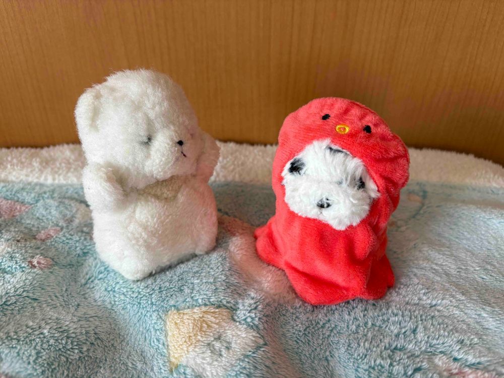 初めて見る後ろ姿✨新しい家族かな❓
ちあだよ、よろしくね❣️

「ばあ！！！」

ビックリした😳ちびの仮装だったよ😫
驚かさないで‼️

なぜかちあも着せられたけど…似合ってないでしょ💦