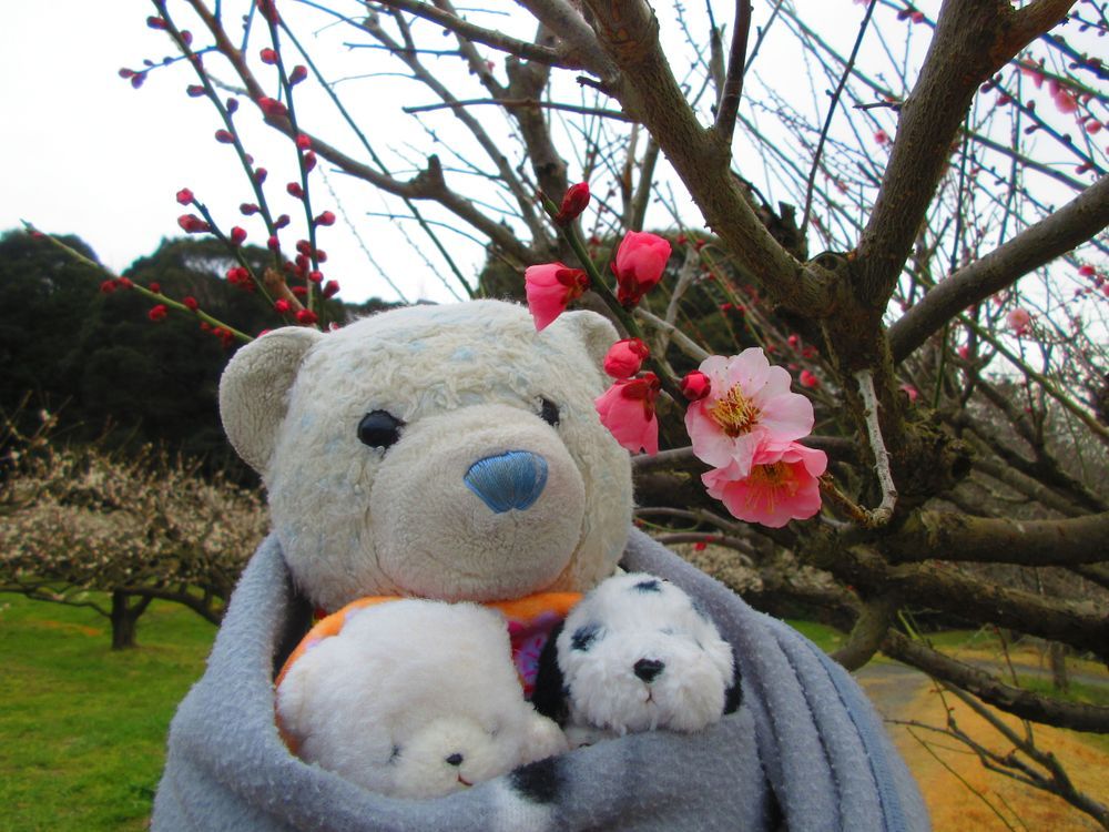寿長生の郷は梅の名所。
いっぱい梅が咲いててキレイだったよ。
広大な敷地で梅が楽しめるのに、なんと入場料無料なんだ。すごくお得な施設だね。