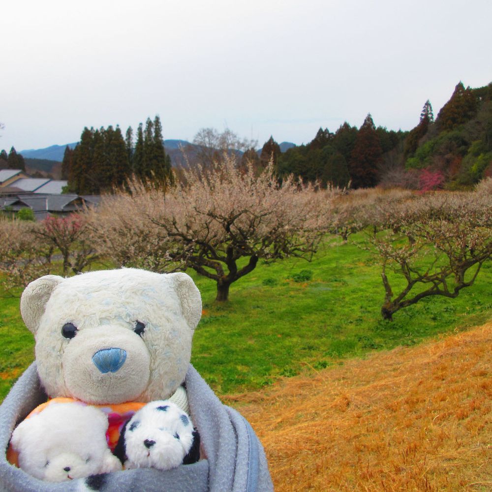 寿長生の郷は梅の名所。
いっぱい梅が咲いててキレイだったよ。
広大な敷地で梅が楽しめるのに、なんと入場料無料なんだ。すごくお得な施設だね。