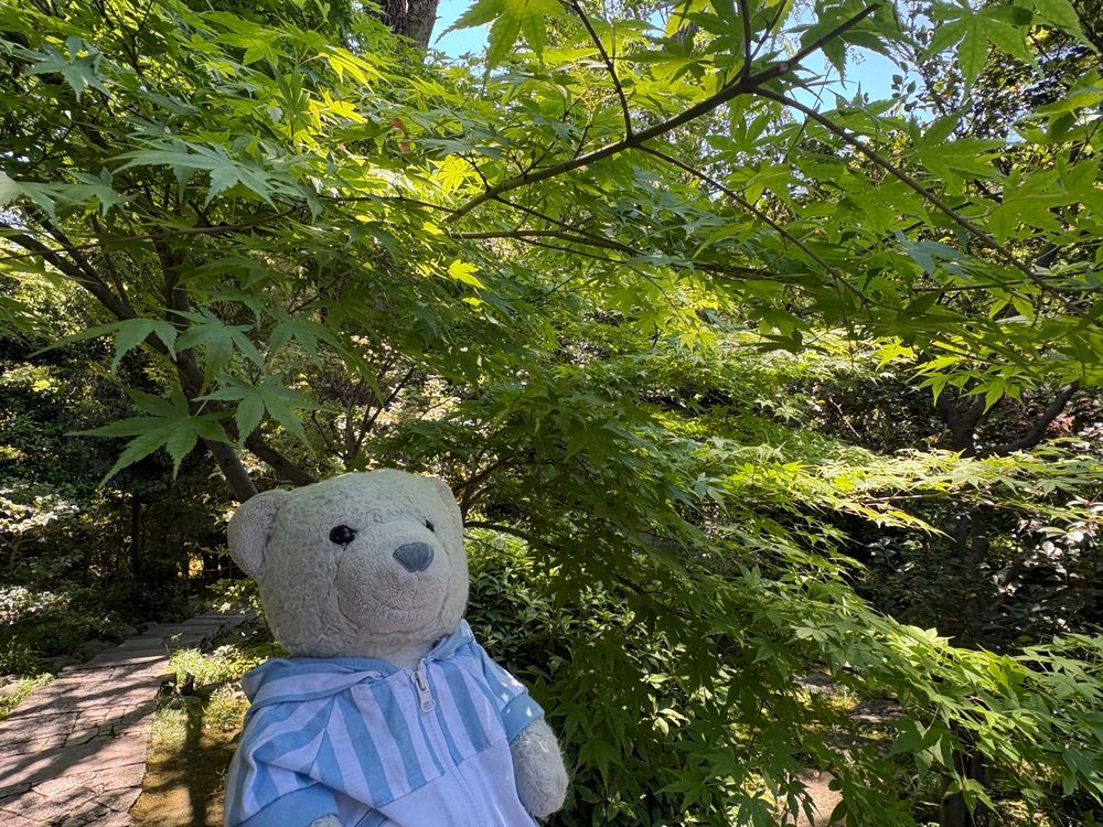 今日は根津美術館に行ってきたよ。
尾形光琳の燕子花図屏風がどうしてもみたかったんだ。感動したよ。
庭園にはちょうどカキツバタが見頃で綺麗だったよ。新緑も綺麗だったよ。
4枚目はこどもの日だけどいちご大福を食べるけあ。柏餅は明日にしよう。