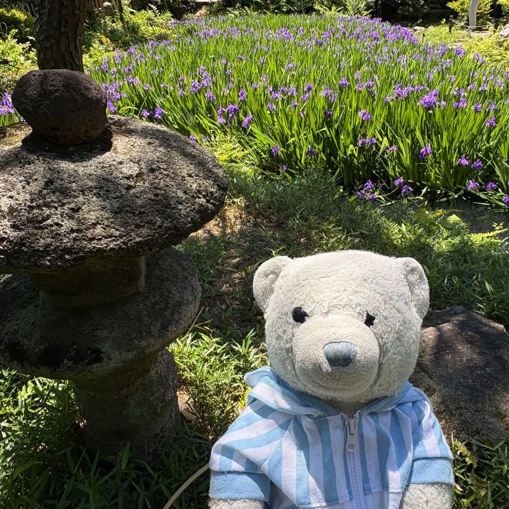 今日は根津美術館に行ってきたよ。
尾形光琳の燕子花図屏風がどうしてもみたかったんだ。感動したよ。
庭園にはちょうどカキツバタが見頃で綺麗だったよ。新緑も綺麗だったよ。
4枚目はこどもの日だけどいちご大福を食べるけあ。柏餅は明日にしよう。