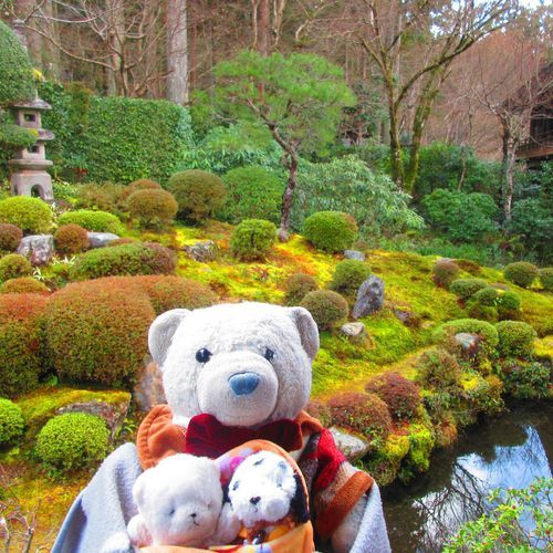 宝泉院の次は三千院へ。
大原といえば三千院が一番有名だね。
ここは紫陽花の季節がキレイなんだよ。
4枚目は置いていかれると思って絶望してるけあだよ。