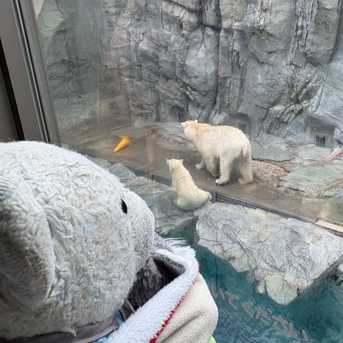 今日はシロクマたちを観に来たよ。
3枚目はちっこいシロクマにけあを合成したよ。
カッコいいシロクマの絵もあったよ。
コメント返信はおうちに帰ったらするね。遅くなってごめんね。