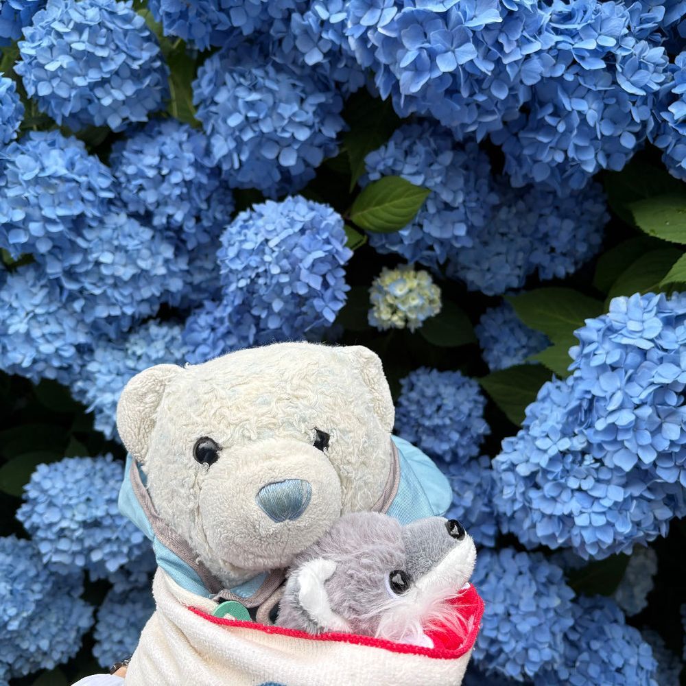 今日はおおくんの1歳の誕生日。
お祝いも兼ねて、昨日から男鹿に旅行に行ってきたよ。
ケーキは食べなかったけど海鮮丼とか美味しいものいっぱい食べたんだ。紫陽花も観てきたよ。
おおくん、楽しそうにしてて良かったよ。これからもよろしくね。
