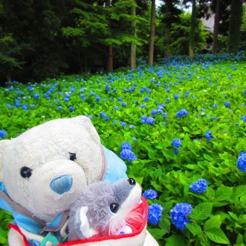 雲昌寺の写真ラストだよ。
例年は1枚目が紫陽花の青で埋め尽くされるらしいんだけど、今年はモグラにやられてお花がかなり少ないみたい。モグラさん元気だね。
2枚目は1枚目の逆方向を撮った写真。海が見えてキレイだったよ。
3枚目は途中で色が変わってる紫陽花。おおくんが興味津々だね。
4枚目はなりきりショット。けあには怖さが足りないようだ。