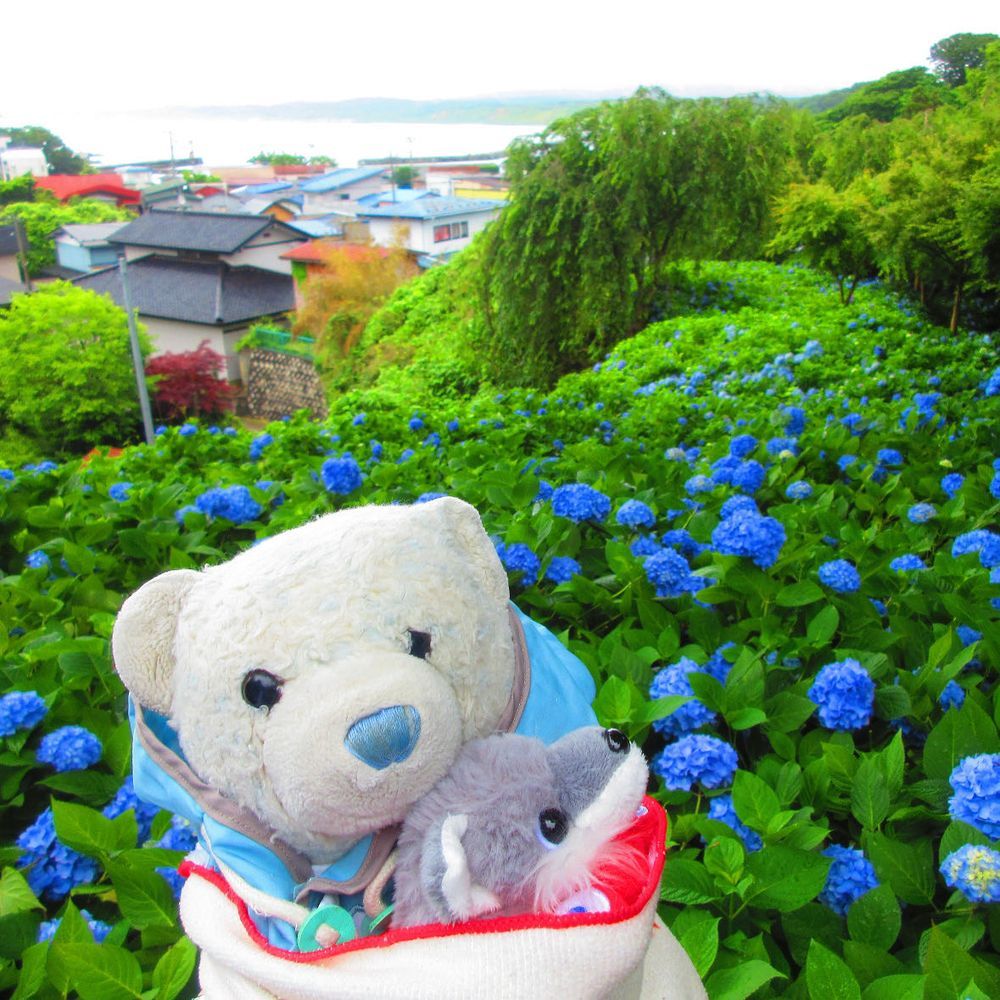 雲昌寺の写真ラストだよ。
例年は1枚目が紫陽花の青で埋め尽くされるらしいんだけど、今年はモグラにやられてお花がかなり少ないみたい。モグラさん元気だね。
2枚目は1枚目の逆方向を撮った写真。海が見えてキレイだったよ。
3枚目は途中で色が変わってる紫陽花。おおくんが興味津々だね。
4枚目はなりきりショット。けあには怖さが足りないようだ。