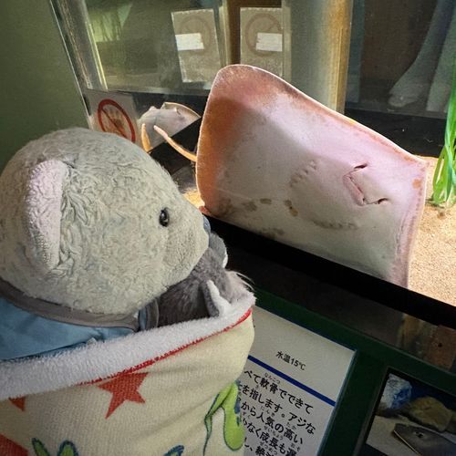 男鹿水族館GAOに行ったよ。
1枚目　謎の体制で止まってるエイ。
2枚目　カクレクマノミと見つめ合うおおくん。
3枚目　偉そうな雰囲気のあるペンギン。
4枚目　変な体制で次々と出てくるアザラシ。ちょっとホラーだったよ。
