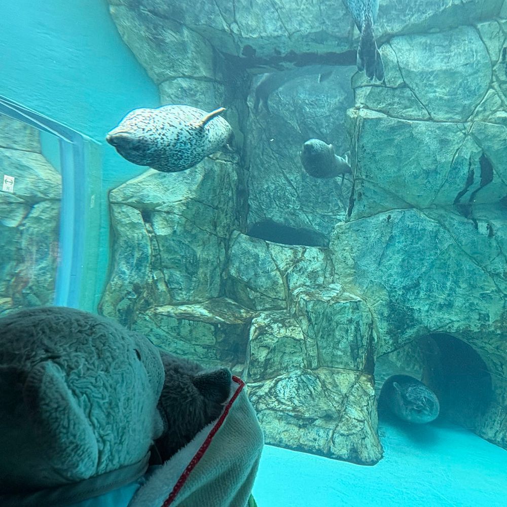 男鹿水族館GAOに行ったよ。
1枚目　謎の体制で止まってるエイ。
2枚目　カクレクマノミと見つめ合うおおくん。
3枚目　偉そうな雰囲気のあるペンギン。
4枚目　変な体制で次々と出てくるアザラシ。ちょっとホラーだったよ。