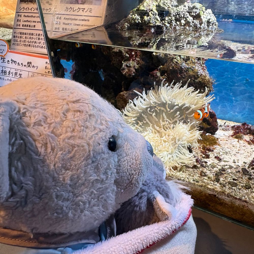 男鹿水族館GAOに行ったよ。
1枚目　謎の体制で止まってるエイ。
2枚目　カクレクマノミと見つめ合うおおくん。
3枚目　偉そうな雰囲気のあるペンギン。
4枚目　変な体制で次々と出てくるアザラシ。ちょっとホラーだったよ。