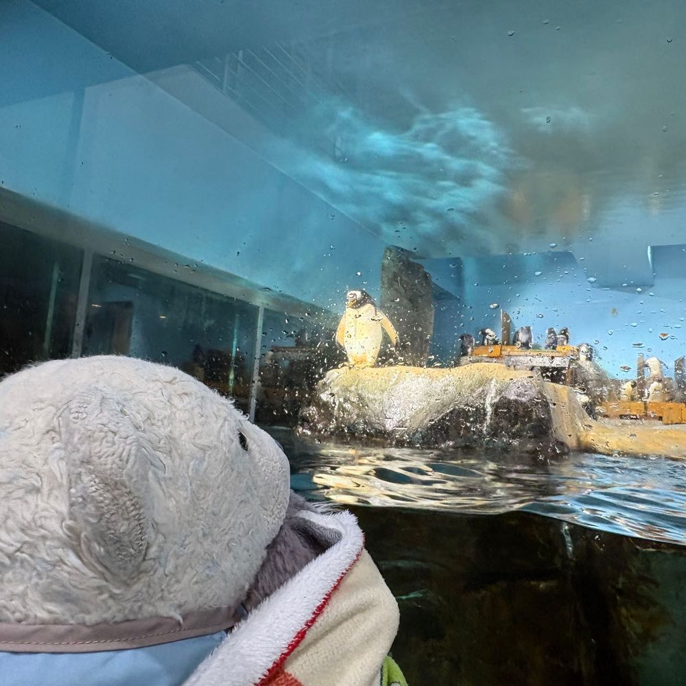 男鹿水族館GAOに行ったよ。
1枚目　謎の体制で止まってるエイ。
2枚目　カクレクマノミと見つめ合うおおくん。
3枚目　偉そうな雰囲気のあるペンギン。
4枚目　変な体制で次々と出てくるアザラシ。ちょっとホラーだったよ。