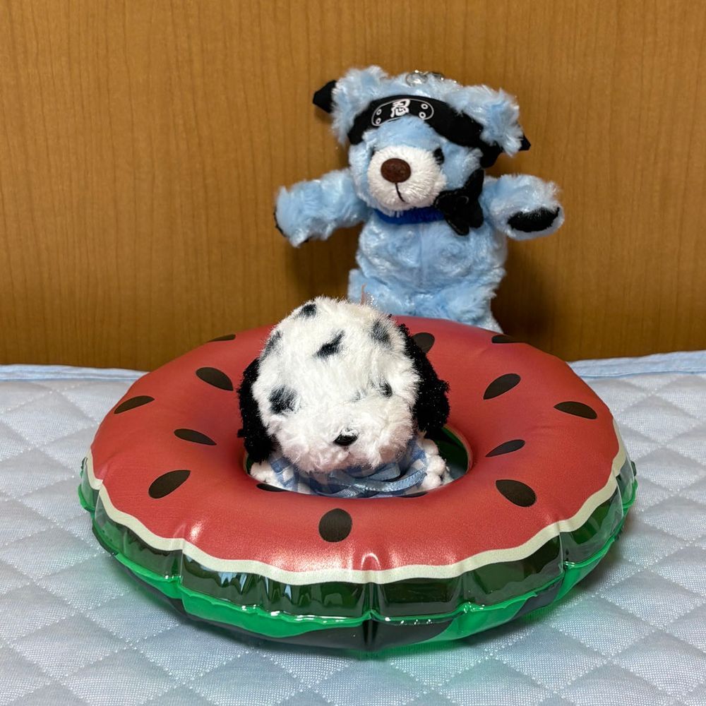 浮き輪をソファ代わりにしてくつろいでるにんにんくん🤭
ちあも乗ってみようとしたけどぶかぶか💦これじゃ意味ないね😣
あっ❗️にんにんくんが乗ってきたよ🤣にんにんくんはやっぱりちあの背中がいいんだね🤭