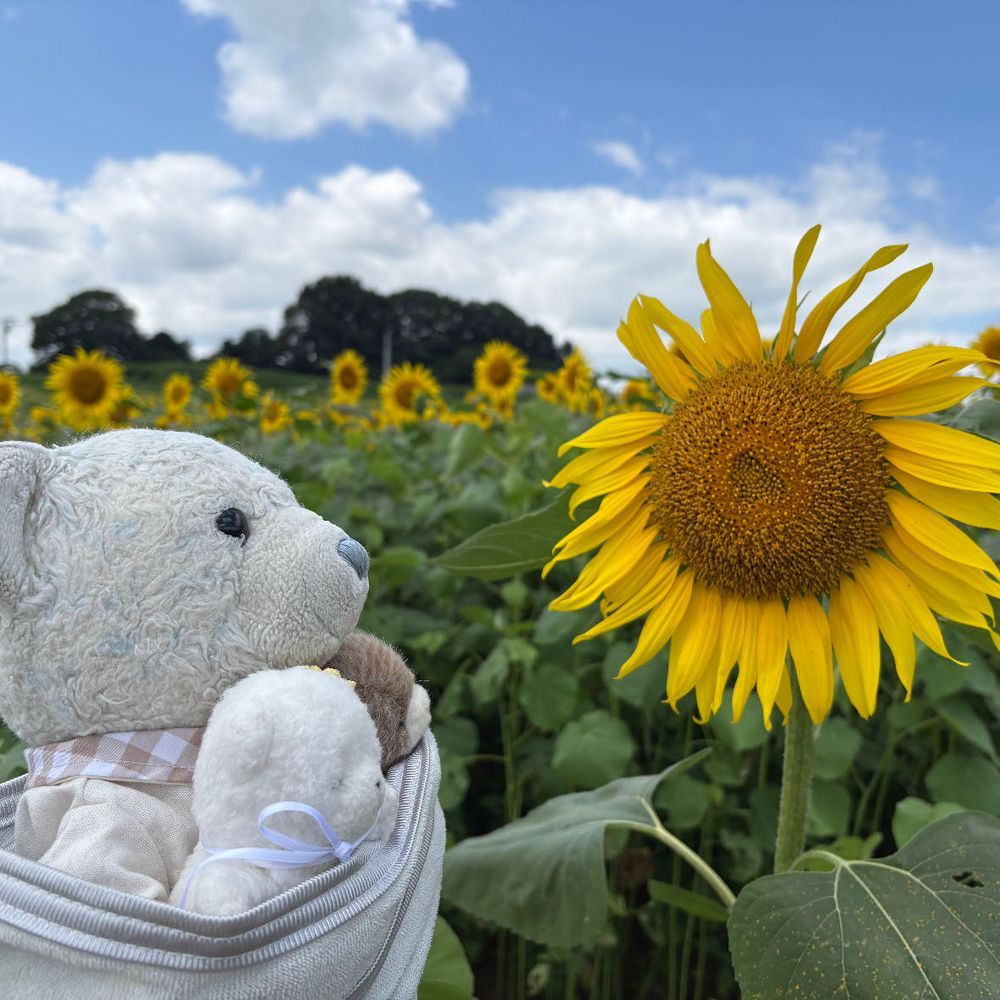 ひまわり畑に行ってきたよ。
ひまわりが似合うふわもこと言えばちび。ということで、いたずらっ子2匹を連れてきたよ。
青い空に一面のひまわり、絶景だったよ。
3枚目のひまわりは種？がぎっしり詰まってるね。
4枚目はひまわりの真似っこしてキリッとしてみたよ。

ちなみに、このあとちびとちびおは地面に落下してお風呂に連行されたよ。