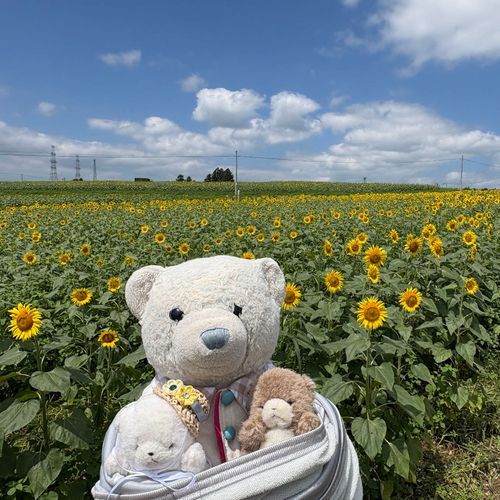 ひまわり畑に行ってきたよ。
ひまわりが似合うふわもこと言えばちび。ということで、いたずらっ子2匹を連れてきたよ。
青い空に一面のひまわり、絶景だったよ。
3枚目のひまわりは種？がぎっしり詰まってるね。
4枚目はひまわりの真似っこしてキリッとしてみたよ。

ちなみに、このあとちびとちびおは地面に落下してお風呂に連行されたよ。
