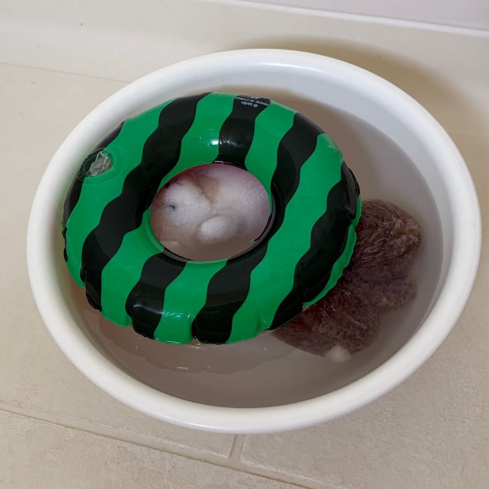 まえのとうこうの　つづきだぞ！

おふろにはいってたら　でかが　うきわをくれたぞ！これなら　おふろもたのしめるぞ！
あー！てんぷく！しっぱい！
おふろがおわったら　ほされたぞ！にげださないようって　ネットにいれられたぞ！
じゃじゃーん！キレイになったぞ！また　いっぱいあそぶぞ！