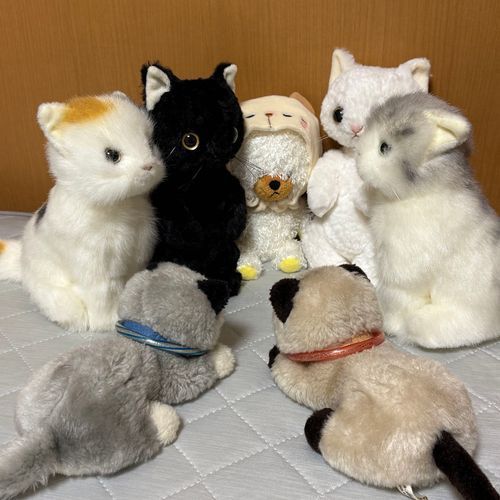 ネコの会合が開かれてたんだけど…ネコじゃない子も入ってない？
ほら、やっぱり。ネコのフード被ってるからいいって？マイペースだね。