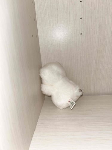 かいぬし わたげに留守番させた。かなしい