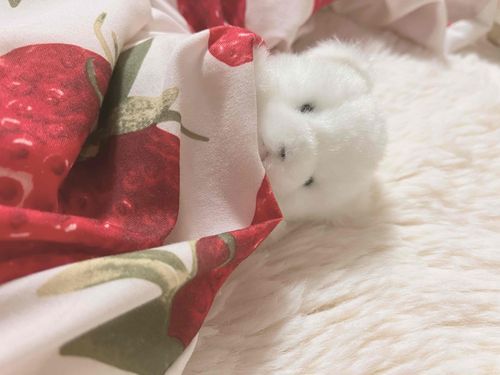 かいぬし2度寝しようとしたからわたげが阻止してあげた。はぁ しあわせ