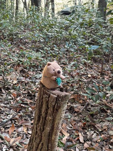 飼い主と散歩