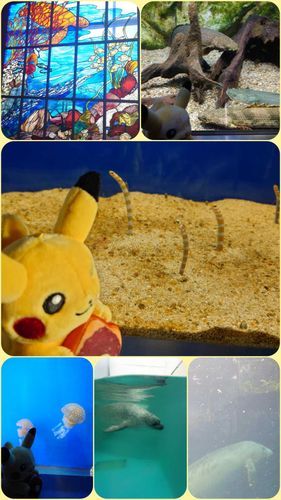 久しぶりの鳥羽水族館🐠.。o○
相変わらず順路が分からなくなった💦

おぐらさんはこんらんした！▼
