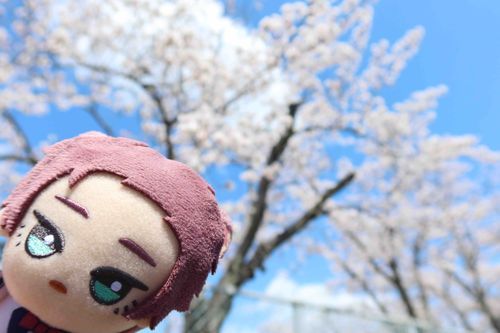 いいてんきだったからみてきた！さくらまんかい🌸