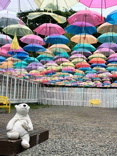 かさたくさん☂️