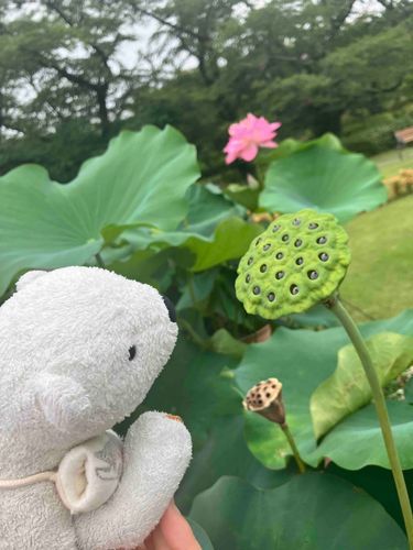 ふしぎな花だね