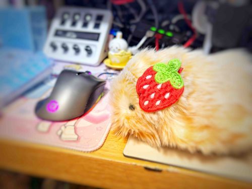 かいぬしの おしごと
おうえんちゅう！

(ワッフル🧇)