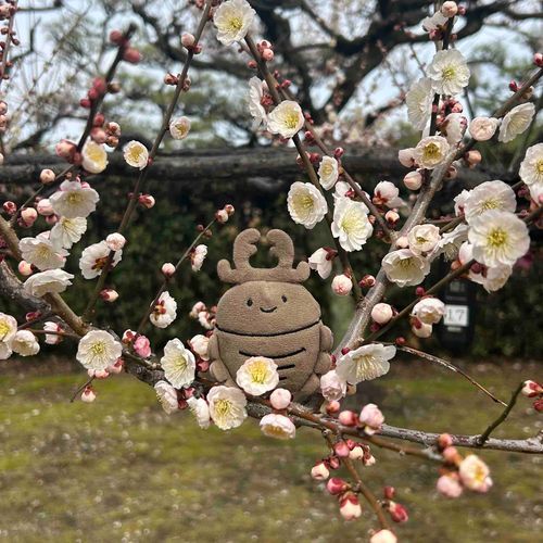 やっぱ、きのぼりが、おちつくな〜！