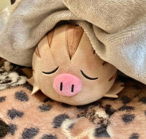 今日は寒くて布団から
でれないっち。
ご主人さんがお仕事だから
このままいるっち。
今日からまた1週間
よろしくっち‼️