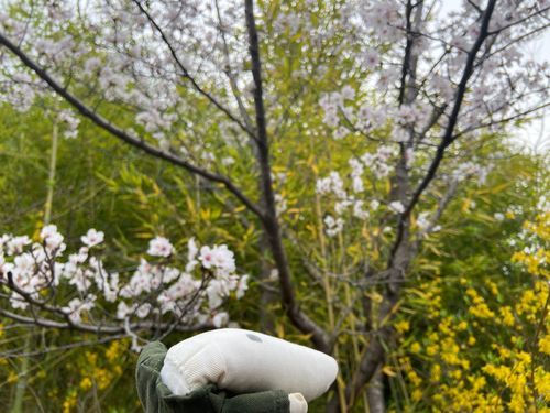 通りがかった道の桜が、良い感じだった。花見ができそうだな🌸