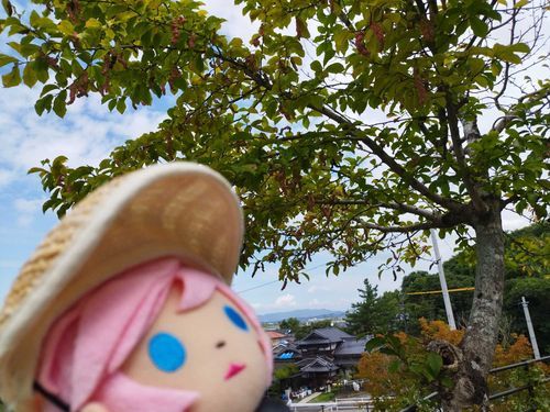 公園へ
ぬいトさん　すこしずつ紅葉してきてますね〜