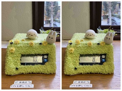 ( ◜ ·̫ ◝ )「体重を測ってきたきゅ。僕たちは10gと8gだったきゅ。小さい命きゅ。」