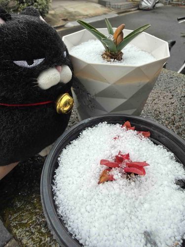 ゆきにゃ〜❄️