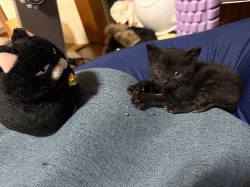小さいのが家にきたんだわ〜
