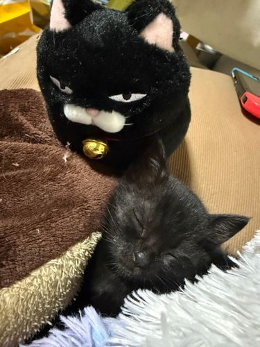 すやすやにゃ