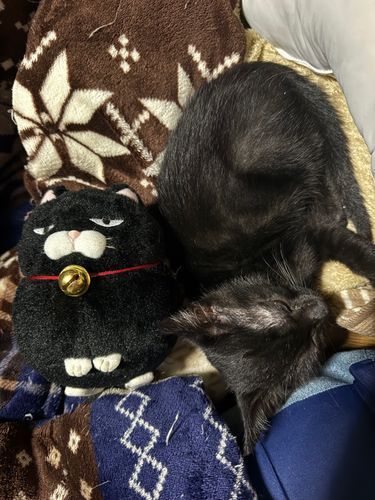 一緒に寝てあげるにゃ