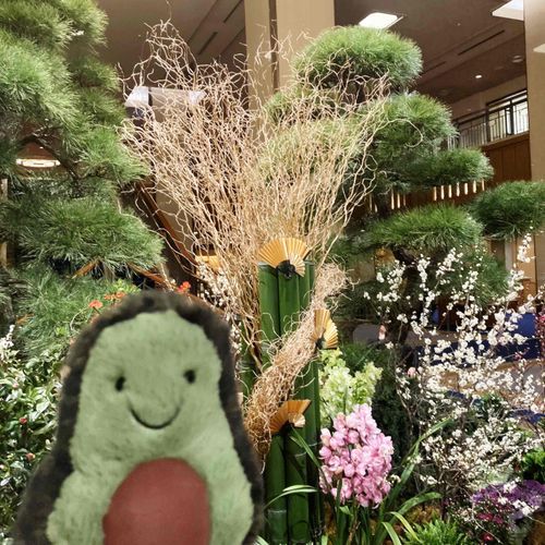 おはなみたよ