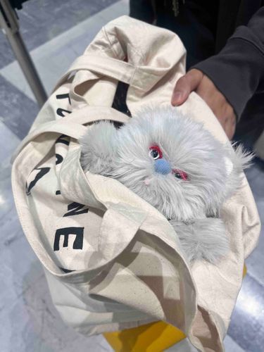 家主が旅行の荷造りしてたから嗅ぎつけてカバンの中に忍び込んだ！大成功や！初旅行楽しみ〜