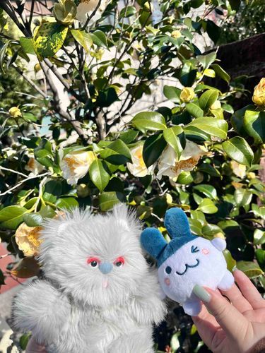 今日は新しい友達のみみちと出会った！天気がいいから散歩しながらいろんな植物を見つけた！