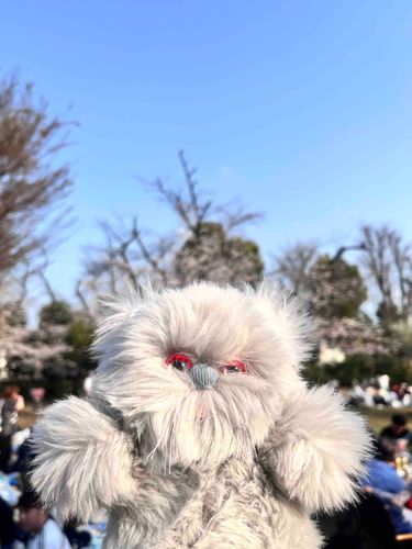 お花見会場大盛り上がり🌸もうTシャツの人もたくさんで暖かくなったな〜