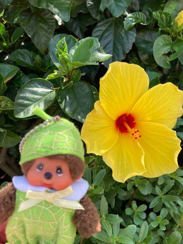まぶしいよ〜☀️🌺