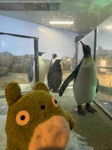 ペンギンの赤ちゃんかわいい😍
すみっこに氷がひいてある🧊🧊