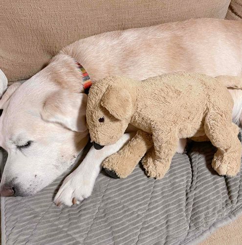 こっそり添い寝中のおいら
💤