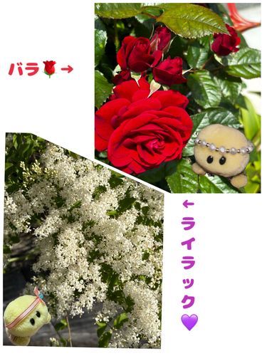 今回のお花さんたちでちゅよっ🌺🐢💕