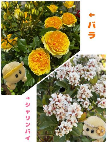 もうぬくもりの春というより初夏？いや夏？くらいの暑さでちゅね☀️
水分補給していきまちょ〜🐢💕
今回のお花さんたちでちゅ💛🤍🩷🐢