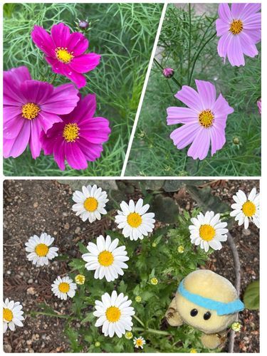 公園に咲いてたお花さんを撮ったのでちゅけど　とっても風が強くてなかなかシャッターチャンスに恵まれず苦戦しまちた📸
上の2つはオオハルシャギク　ん？なにそれ？って思ったらいわゆるコスモスのことでちた🌼
下のお花さんは似たようなのが多すぎてお名前の判断出来なかったでちゅよ😫😫😫