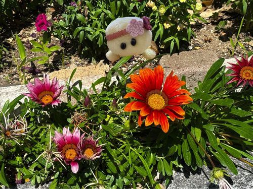 ガザニアってお花さんとズッちゃんでちゅ🌺🐢💕